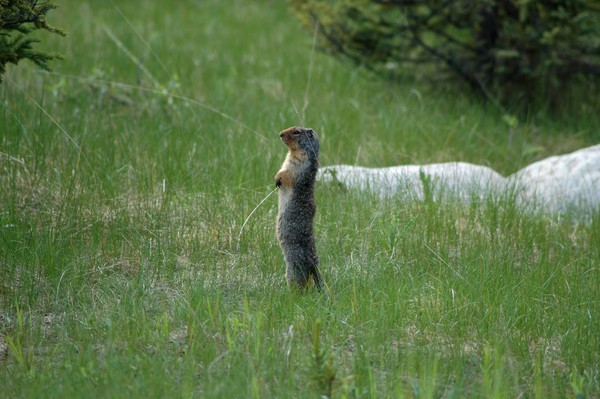 Red Squirrel